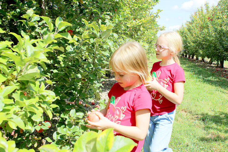 Sweet pickings - Bedford County orchards offer more than apples